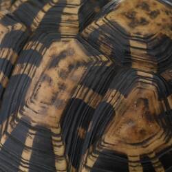 Tortoise Shell - Geochelone elegans, circa 1880