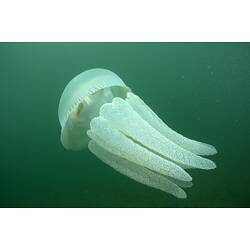 Large white jellyfish in water, bell open.