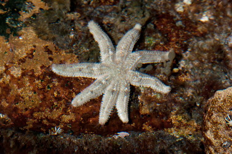 <em>Allostichaster polyplax</em>, seastar. Bunurong Marine National Park, Victoria.