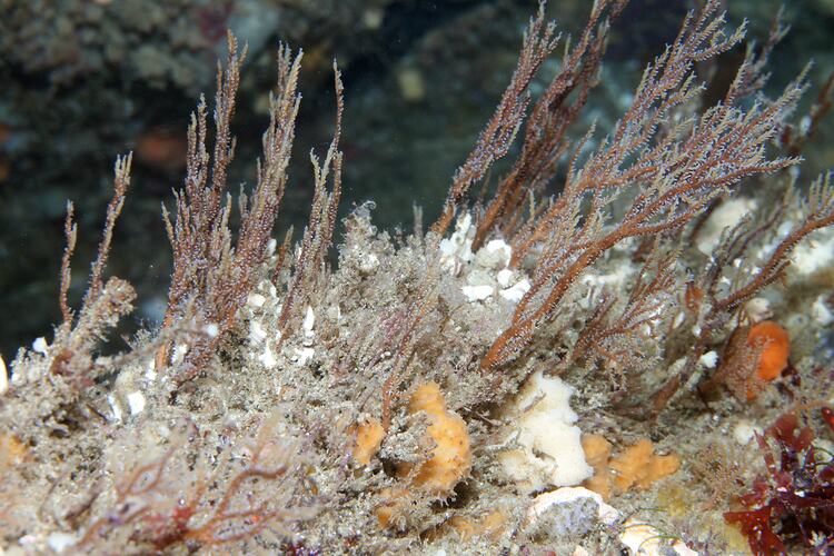 Class Hydrozoa, hydroid. Bunurong Marine National Park, Victoria.
