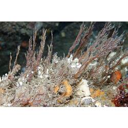 Class Hydrozoa, hydroid. Bunurong Marine National Park, Victoria.