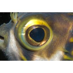 <em>Diodon nicthemerus</em>, Globefish. Mornington Jetty, Port Phillip, Victoria.