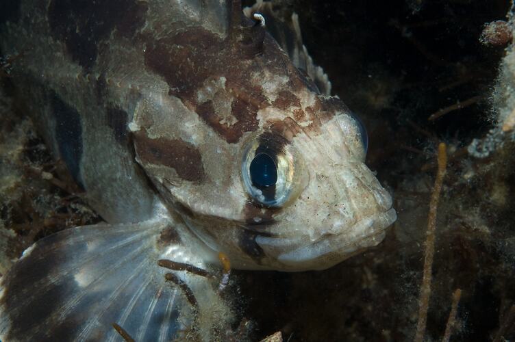 <em>Gymnapistes marmoratus</em>, Soldier. St Leonard's Jetty, Port Phillip, Victoria.