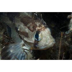 <em>Gymnapistes marmoratus</em>, Soldier. St Leonard's Jetty, Port Phillip, Victoria.