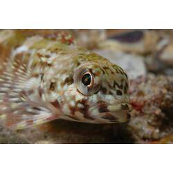 <em>Bovichtus angustifrons</em>, Dragonet. Portsea Pier, Port Phillip, Victoria.