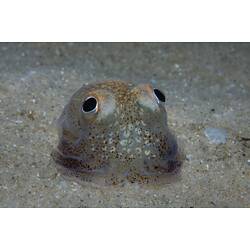 <em>Sepiadarium austrinum</em>, Southern Bottletail Squid. Rye Pier, Port Phillip, Victoria.