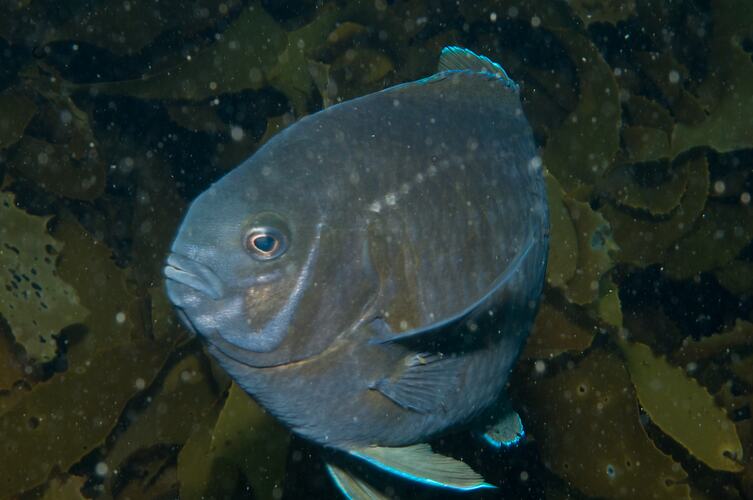 <em>Parma victoriae</em>, Scalyfin. Popes Eye, Port Phillip, Victoria.