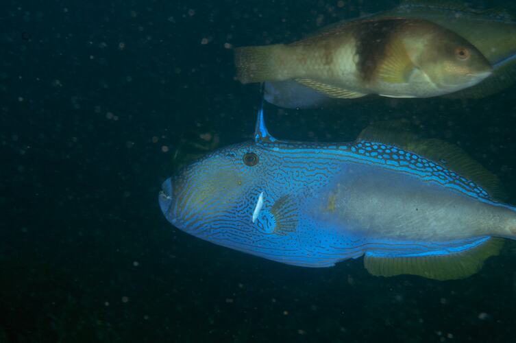 Blue fish with yellow fins and spine behind head in foreground.