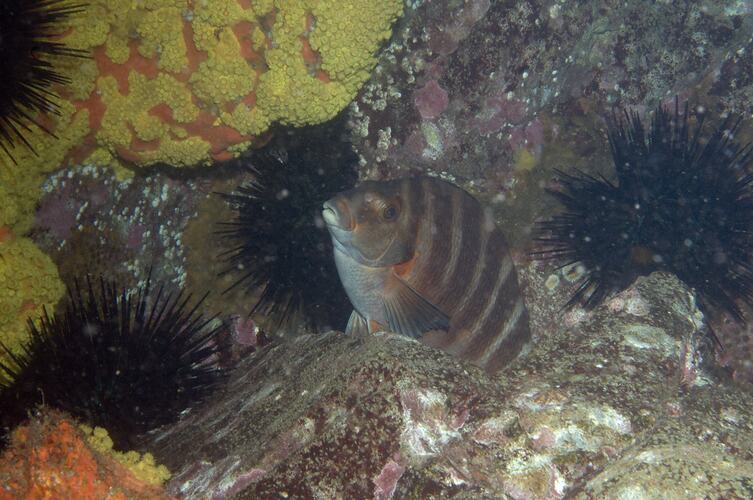 <em>Cheilodactylus spectabilis</em>, Banded Morwong. Beware Reef, Victoria.