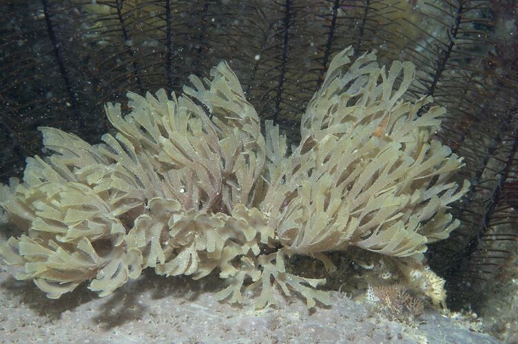 Phylum Bryozoa, lace coral. Wilsons Promontory National Park, Victoria.