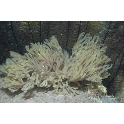 Phylum Bryozoa, lace coral. Wilsons Promontory National Park, Victoria.