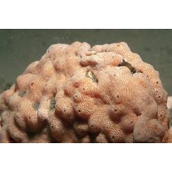 Class Ascidiacea, ascidian. Western Port, Victoria.