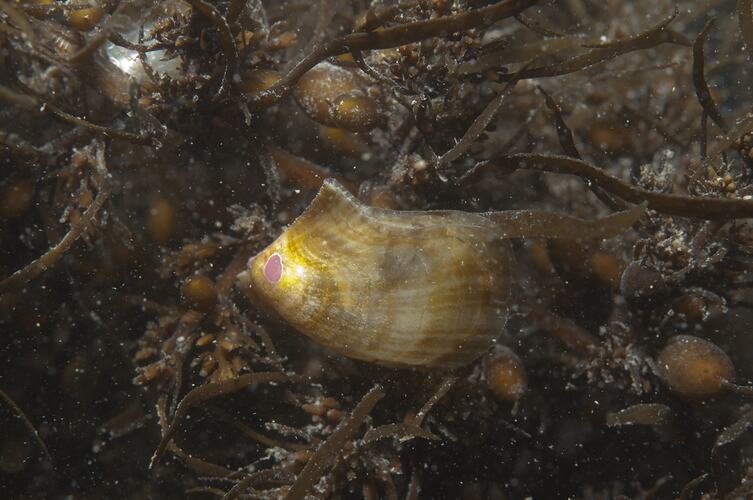 <em>Electroma (Electroma) georgiana</em>, Little Wing Pearl Shell. Point Cook, Port Phillip, Victoria.