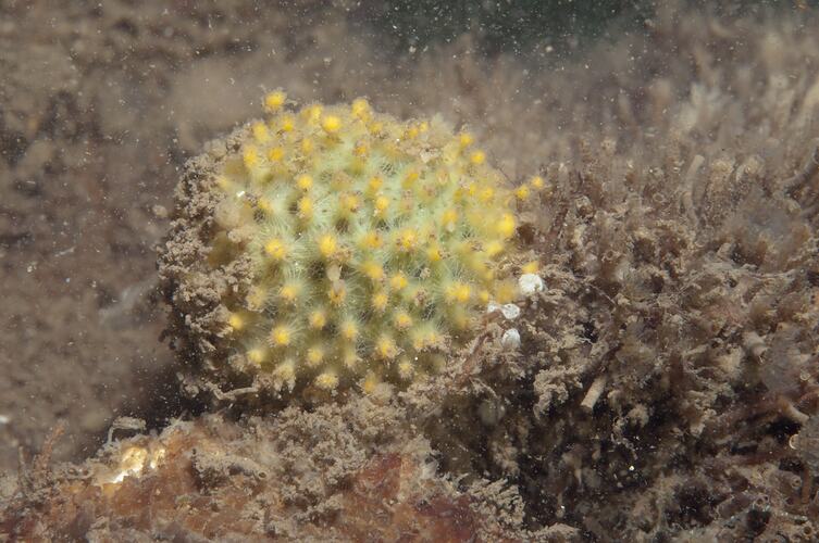 Phylum Porifera, sponge. Point Cook, Port Phillip, Victoria.