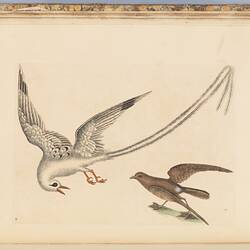 The tropick bird, the storm-finck or pittrel