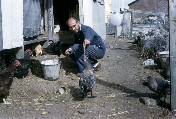 Stefan, Poultry & Skua, Macquarie Island, Tasmania, Dec 1959