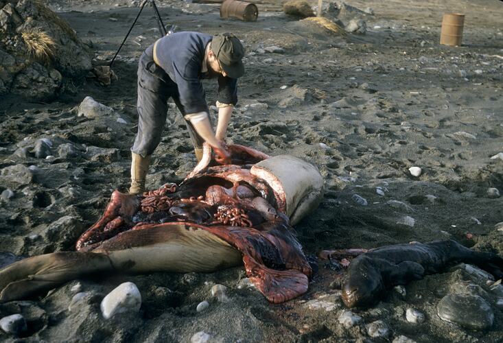 Dissecting Seal for Research, Macquarie Island, Tasmania, Dec 1959