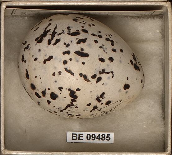 Bird egg with specimen labels in box.