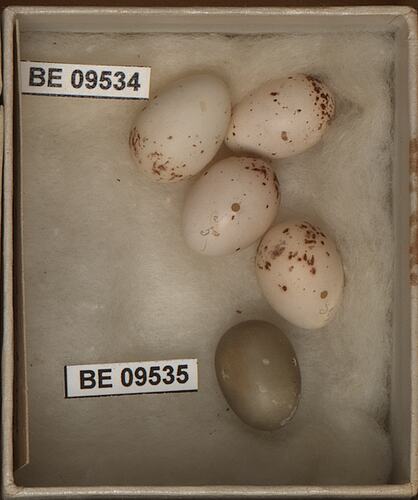 Five bird eggs with specimen labels in box.