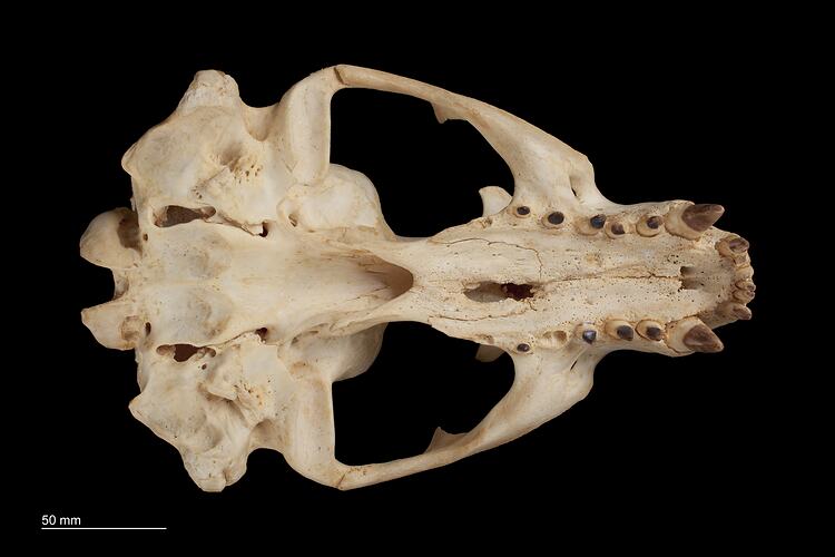 Ventral surface of seal skull with teeth visible.