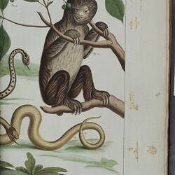 A brown furry sloth in a tree branch with snakes trailing beneath