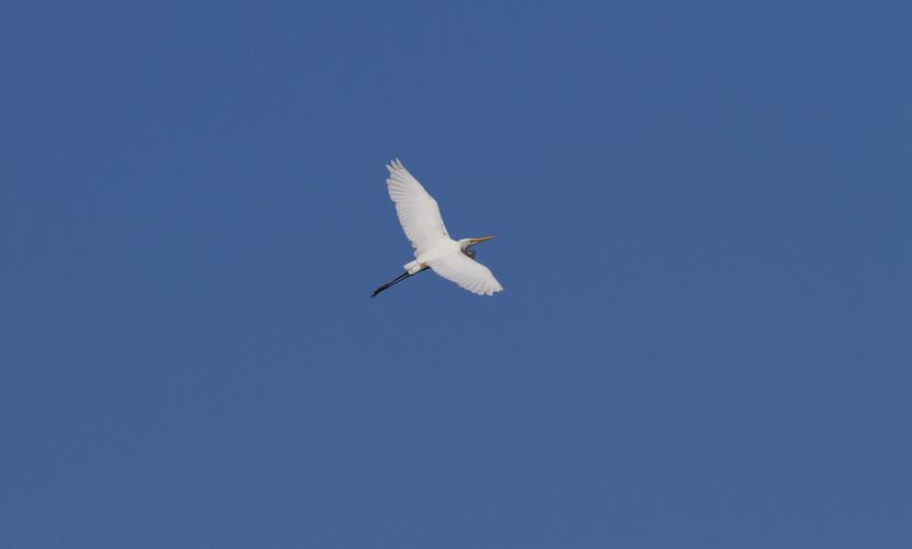 White bird with yellow beak against blue sky.