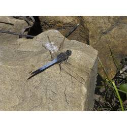 A Dragonfly sitting on a rock