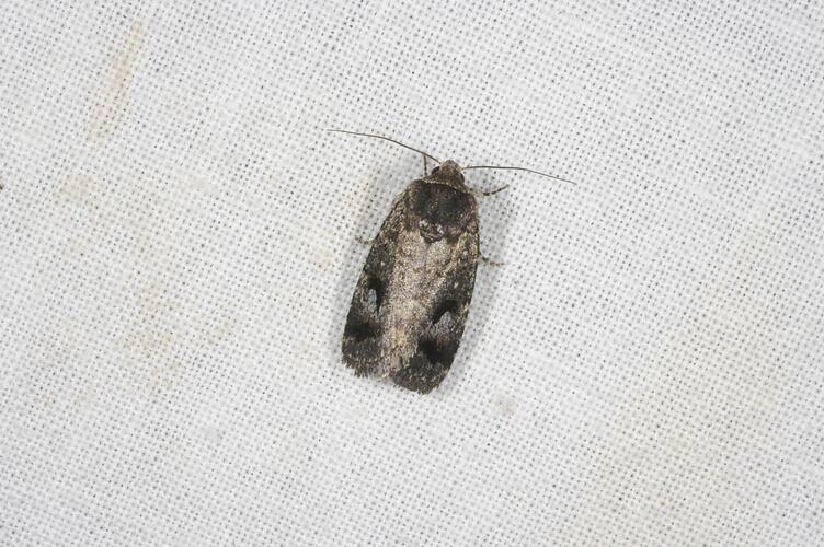 <em>Proteuxoa flexirena</em>, moth. Grampians National Park, Victoria.