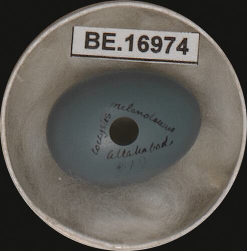 Bird egg with specimen label in round box.