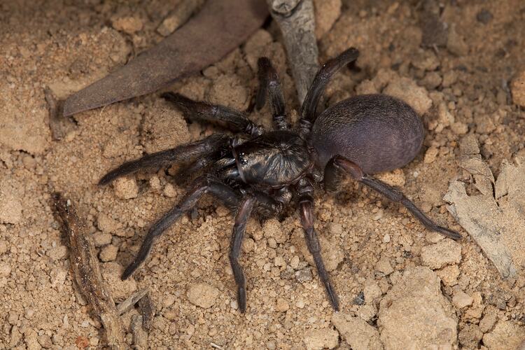 <em>Stanwellia</em> sp., funnel-web trapdoor spider. Grampians National Park, Victoria.