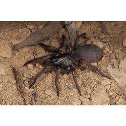 <em>Stanwellia</em> sp., funnel-web trapdoor spider. Grampians National Park, Victoria.