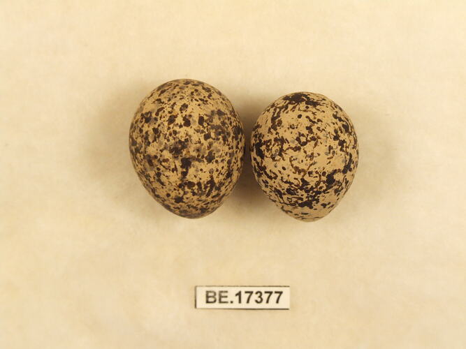 Two bird eggs with specimen label.