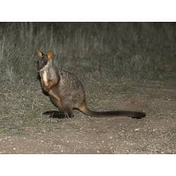Brush-tailed Rock-wallaby.