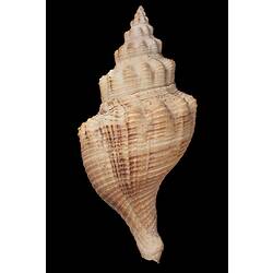 <em>Penion mandarinus</em>, Waite's Buccinum Whelk, shell.  Registration no. F 179311.