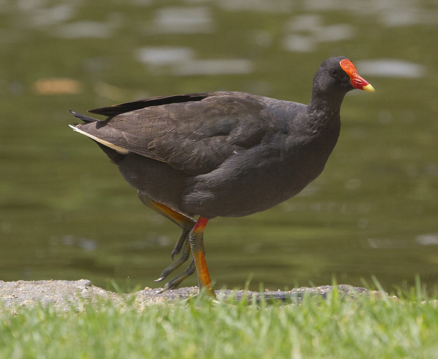 Gallinula tenebrosa, Dusky Moorhen