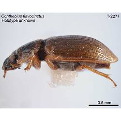 Aquatic beetle specimen, lateral view.
