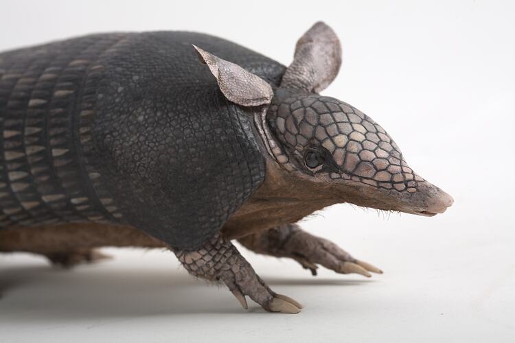 Mounted aardvark specimen, detail of head and shoulders.