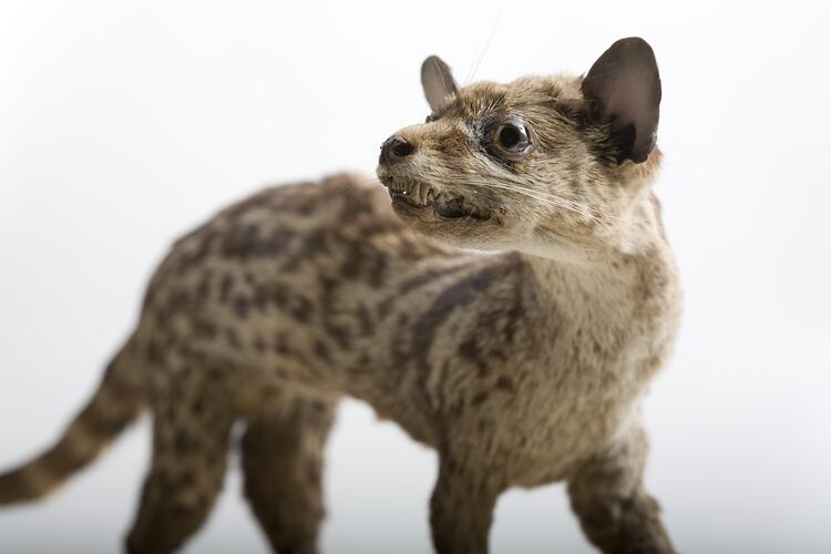 Taxidermied mammal specimen mounted as if growling.