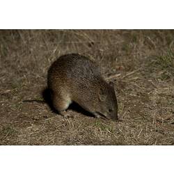 <em>Isoodon obesulus</em>, Southern Brown Bandicoot. Mount Rothwell Sanctuary, Victoria.