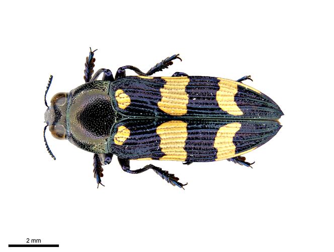 Pinned blue, black and yellow jewel beetle specimen, dorsal view.