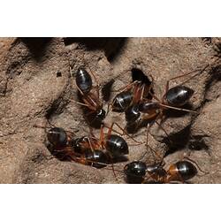 Brown and black ants.
