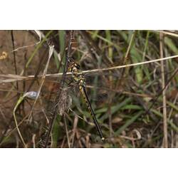 <em>Hemicordulia tau</em>, Tau Emerald Dragonfly. Budj Bim Cultural Heritage Landscape, Victoria.