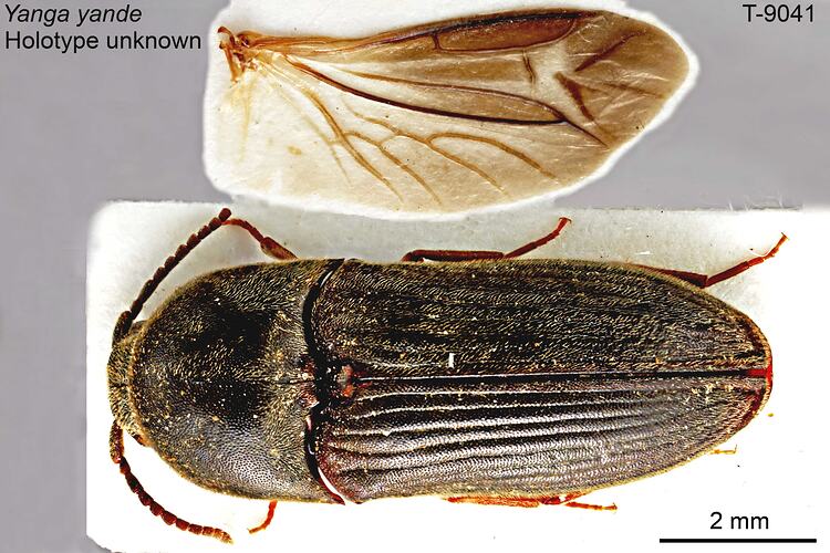 Beetle specimen, dorsal view, and wing.