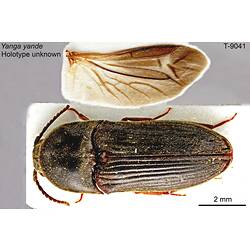 Beetle specimen, dorsal view, and wing.