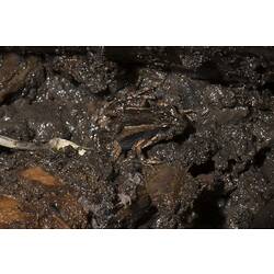 Brown frog in mud.