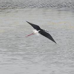 Black winged, white bodied wading bird in flight.