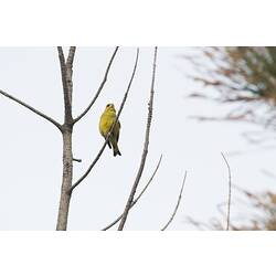 Green bird on draped branch.