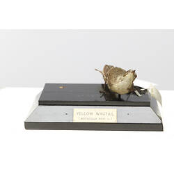 Front view of taxidermied bird specimen with labels.
