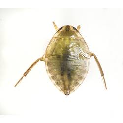 Dorsal view of water bug.
