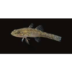 Side view of mottled brown fish against black background.